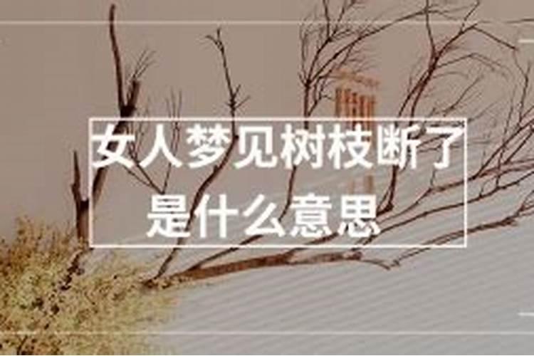 女人梦见柏树枝是什么