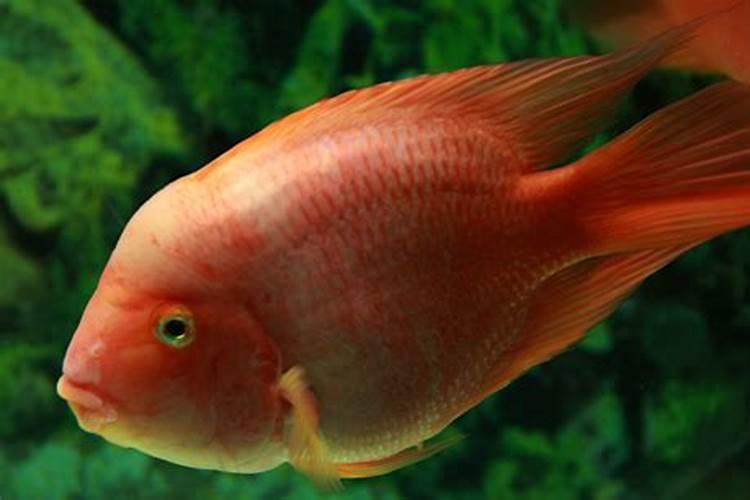 梦见天空中出现红鱼