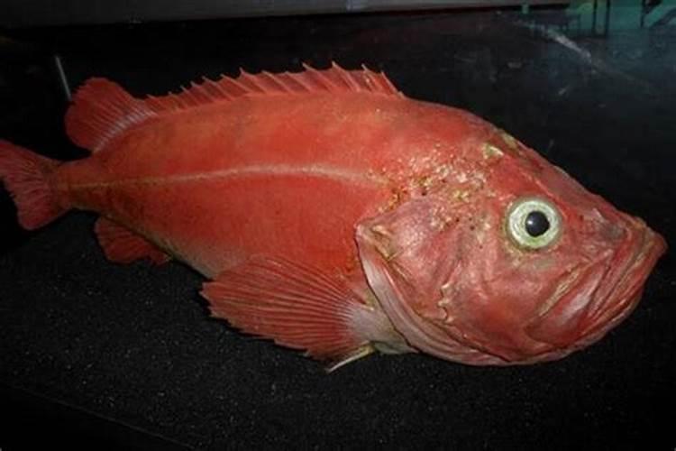 做梦梦到一条大红鱼是什么意思啊