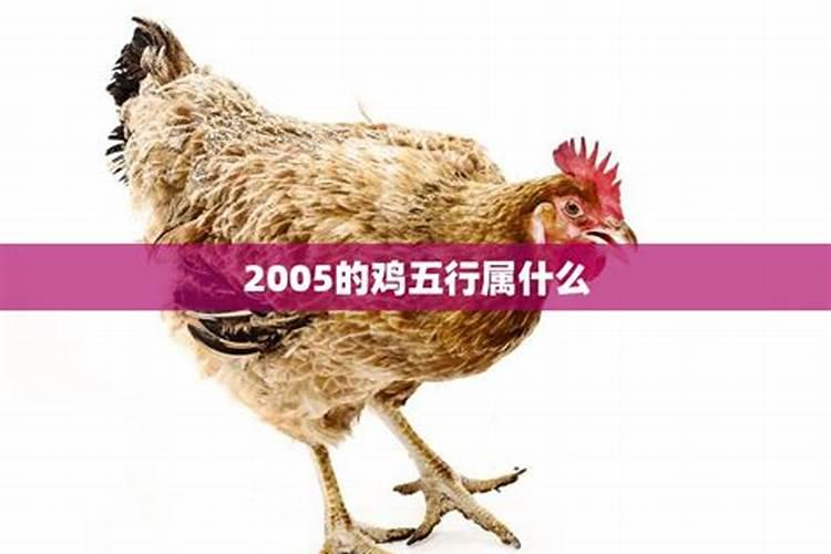 2005属鸡是什么命金木水火土