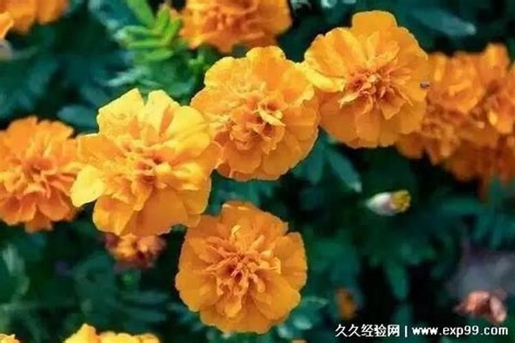 杜鹃花是指什么生肖