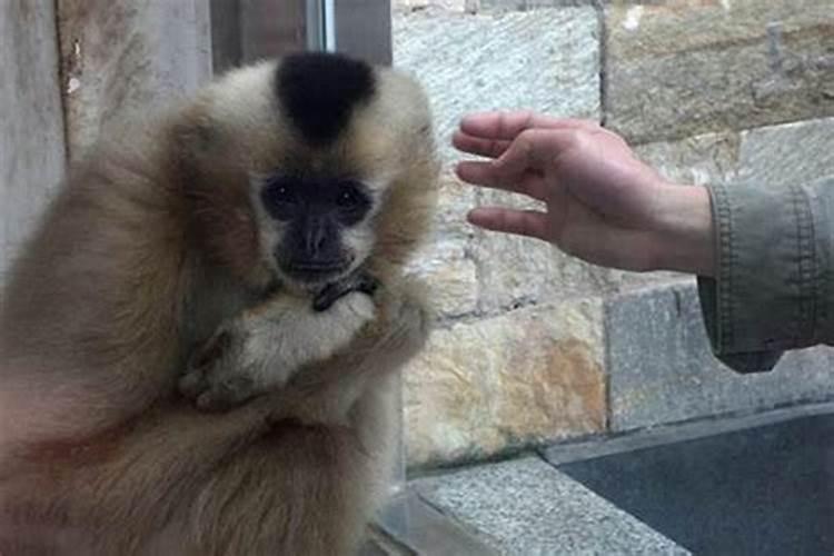 龙与猴相配婚姻如何