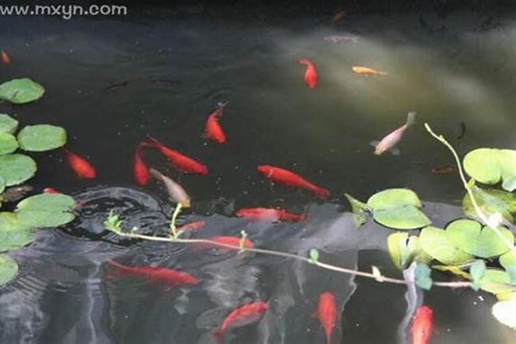 梦见河里有好多红鱼在游来游去