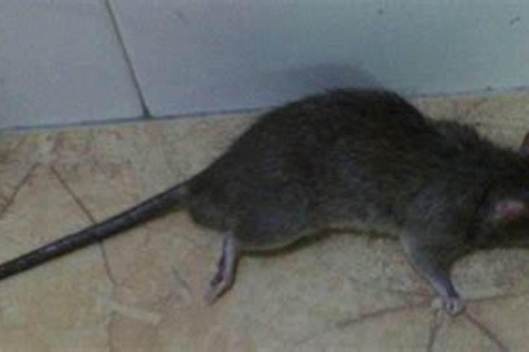 梦见很多死了的小老鼠是什么意思