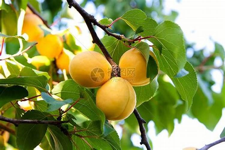 梦到杏树结满成熟的果实