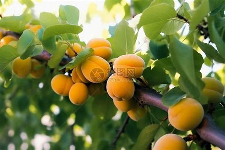 梦到杏树结满成熟的果实