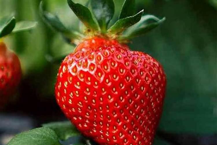 孕早期梦见草莓