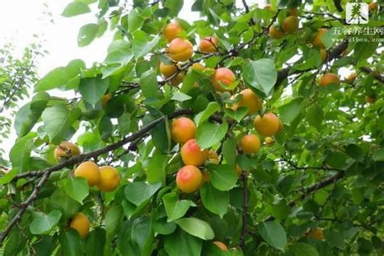 梦到很多杏子树和杏子是什么意思