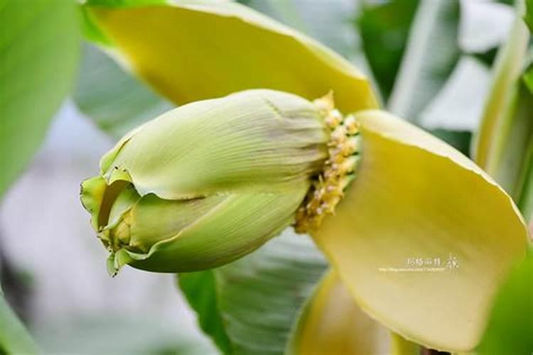 芭蕉结果一条心打生肖