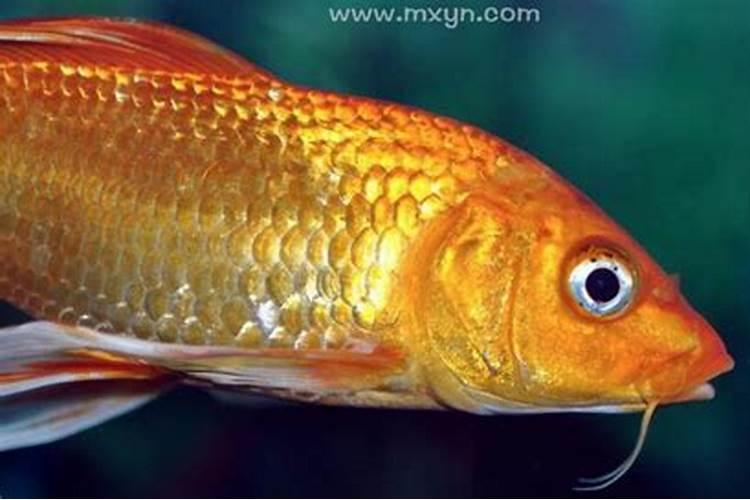 梦见红色金色的鱼在水里游走