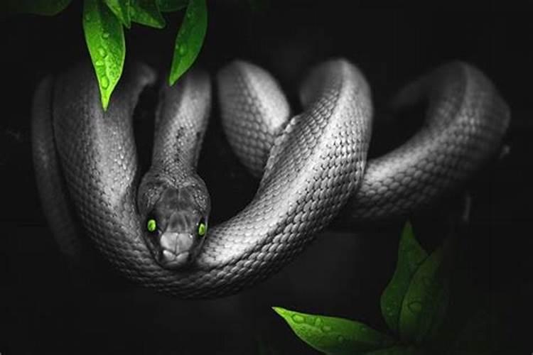 女人梦见黑蛇是什么