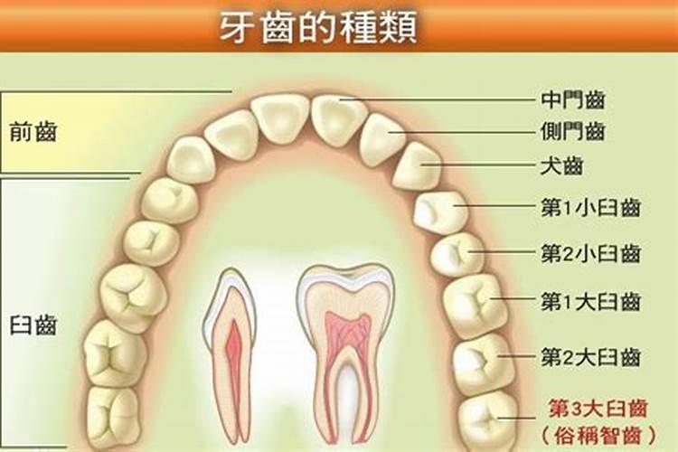 梦见掉了两颗后槽牙是什么意思