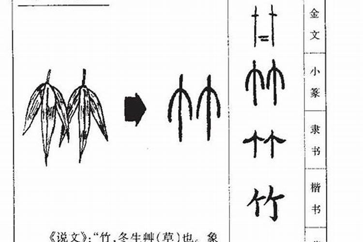 竹字的五行属性