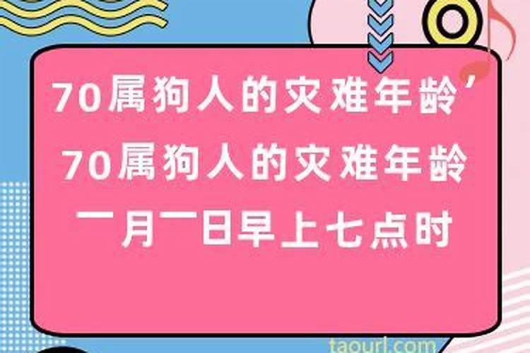 70属狗人的灾难年龄7月以后的话、命运