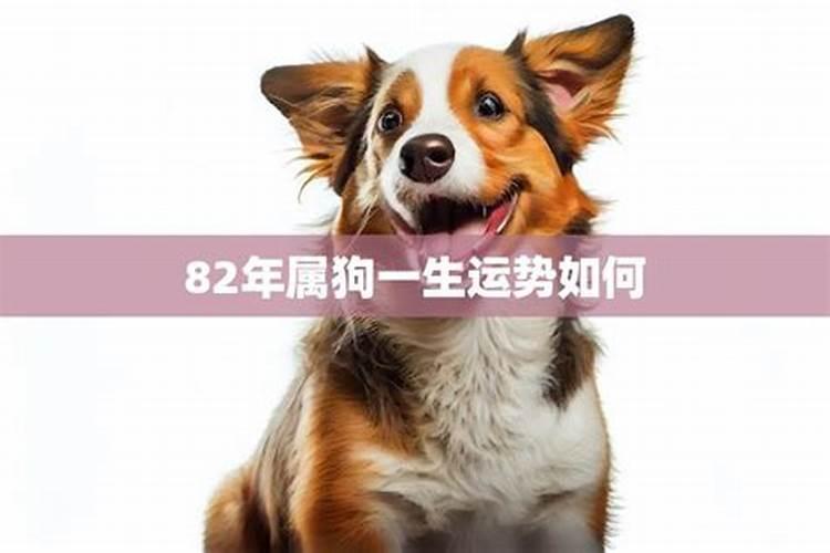 属狗的82年什么命运啊