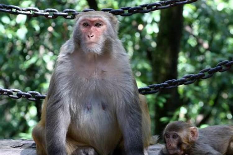 2022年猴子犯太岁吗?