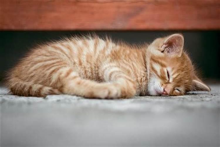梦见猫死了是什么预兆周公解梦