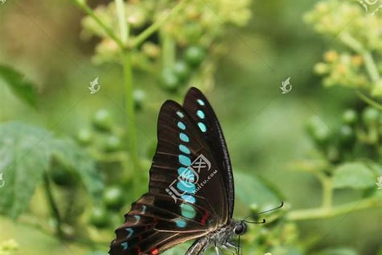 蝴蝶飞舞是什么生肖