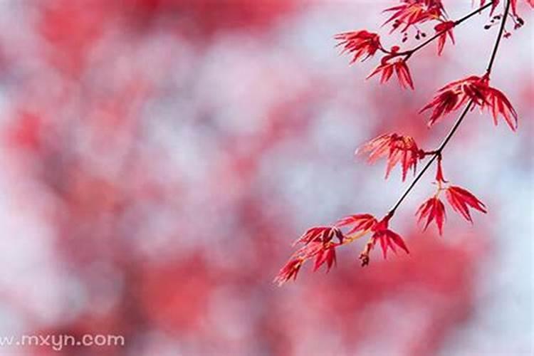 重阳节北方有什么习俗