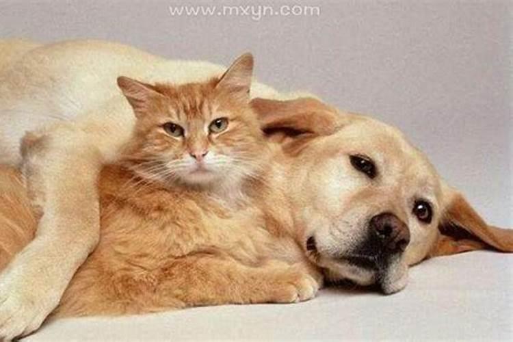 梦见狗和猫是什么