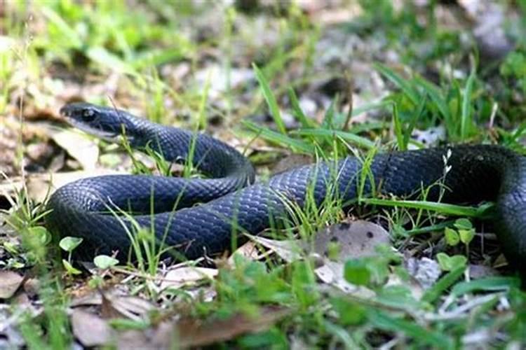 经常梦见黑蛇是什么意思