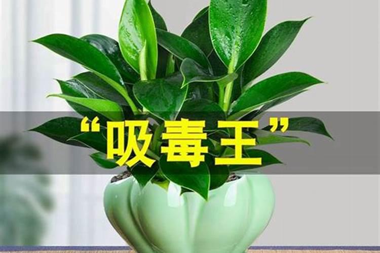 属狗适合养什么植物在房间