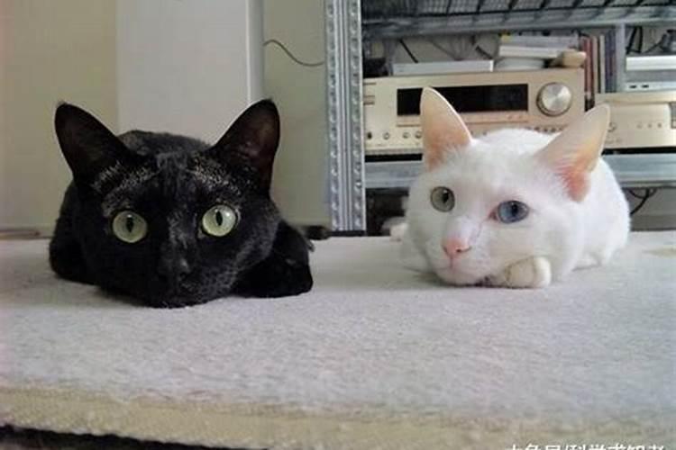 梦到黑猫和白猫是什么意思