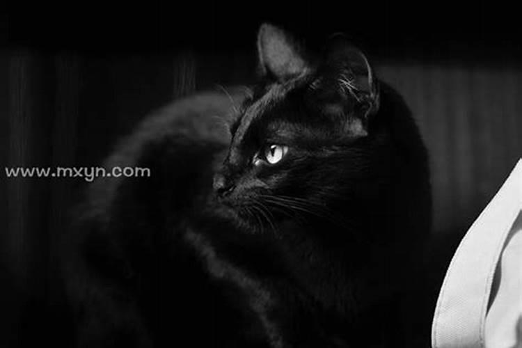 梦见黑白色猫是什么意思