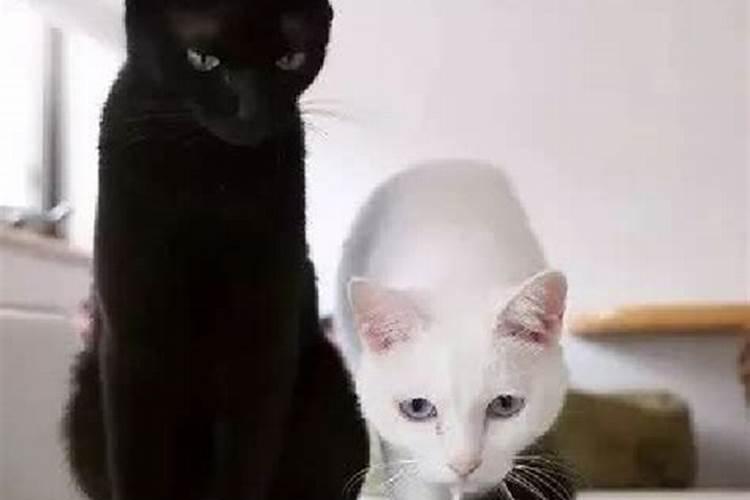 做梦梦见白猫和黑猫什么意思