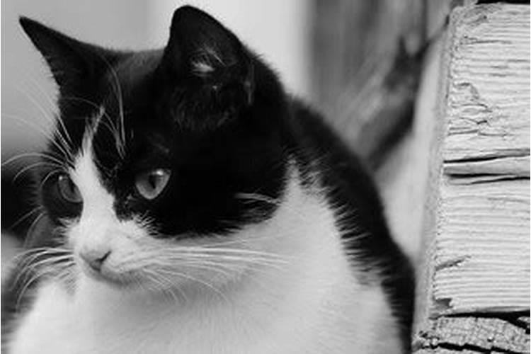 做梦梦到猫是什么意思猫是黑白色的