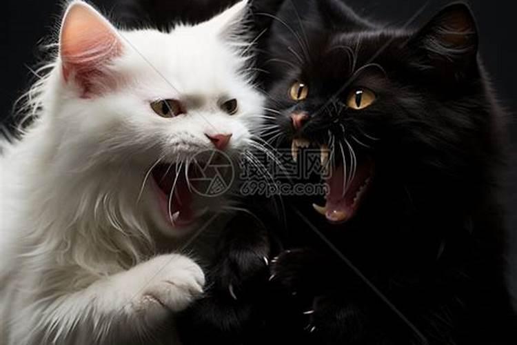 做梦梦到白猫和黑猫