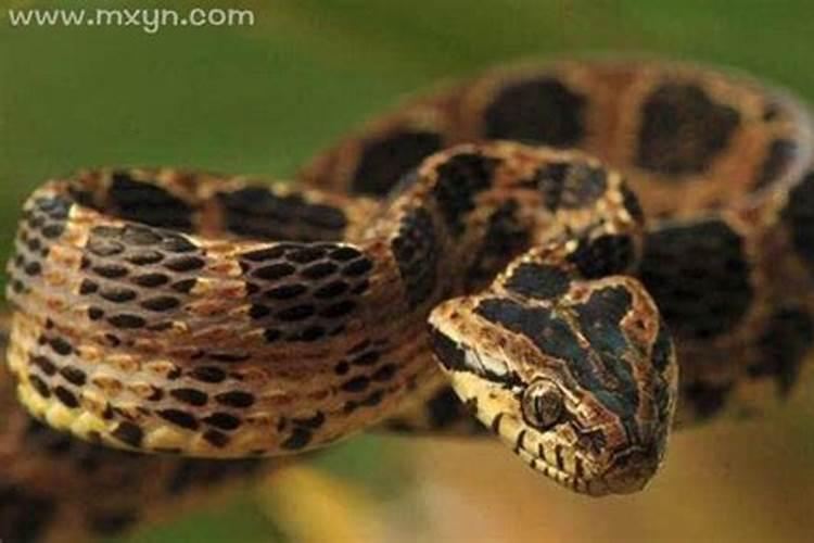 孕晚期梦见蛇是什么