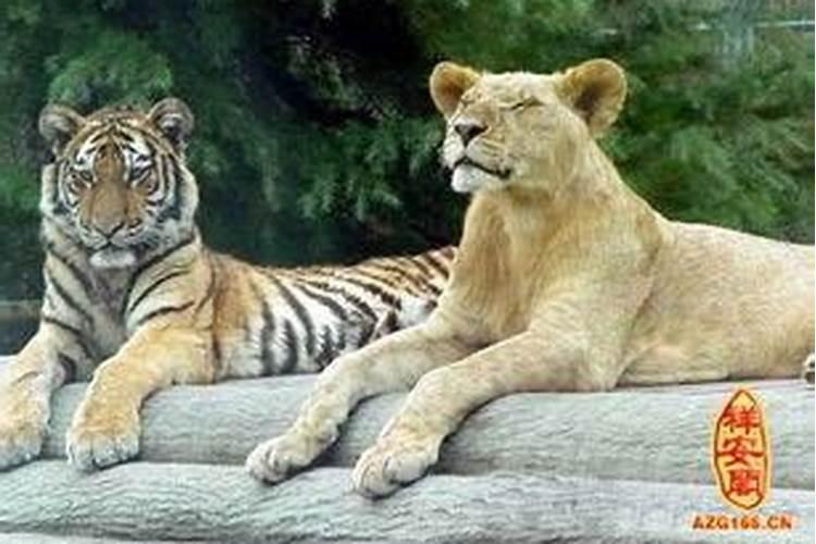 梦见狮子或者老虎是什么意思
