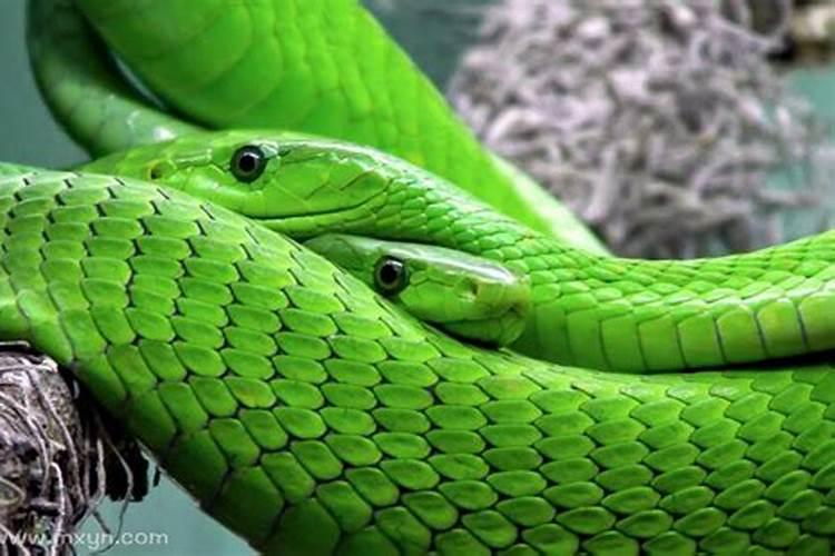 孕妇梦见绿色蛇是什么意思预兆