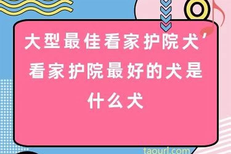 梦见看家狗是什么意思周公解梦