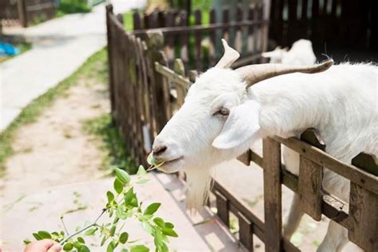 傅小司立夏喜欢祭司