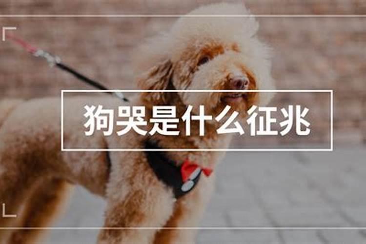 梦见狗哭是什么征兆