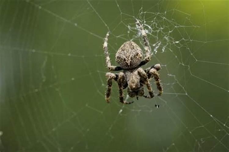 女人梦见蜘蛛是什么意思