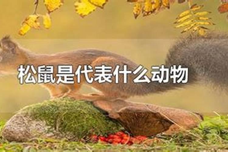 是代表什么动物生肖