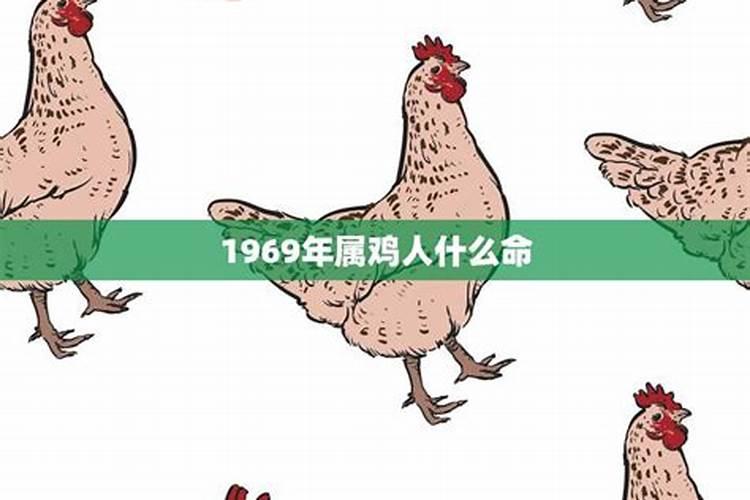 1969年鸡的命运