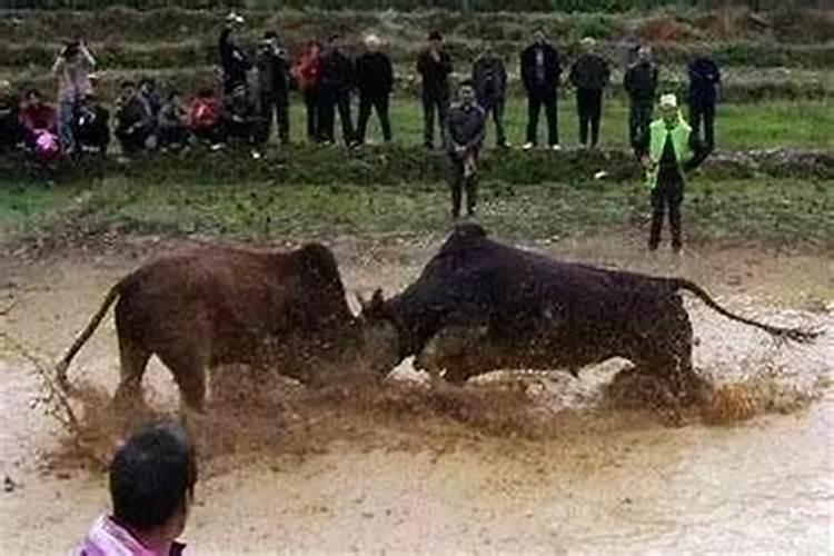 梦到牛和猪预示着什么