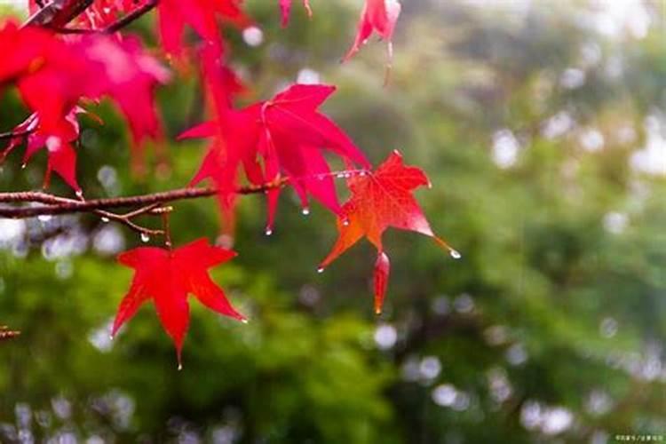 秋雨绵绵子孙后代是什么生肖