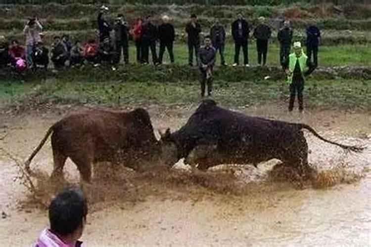 女人梦到牛预示着什么做梦梦到下雨