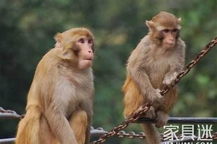 属猴男人的感情特点和性格