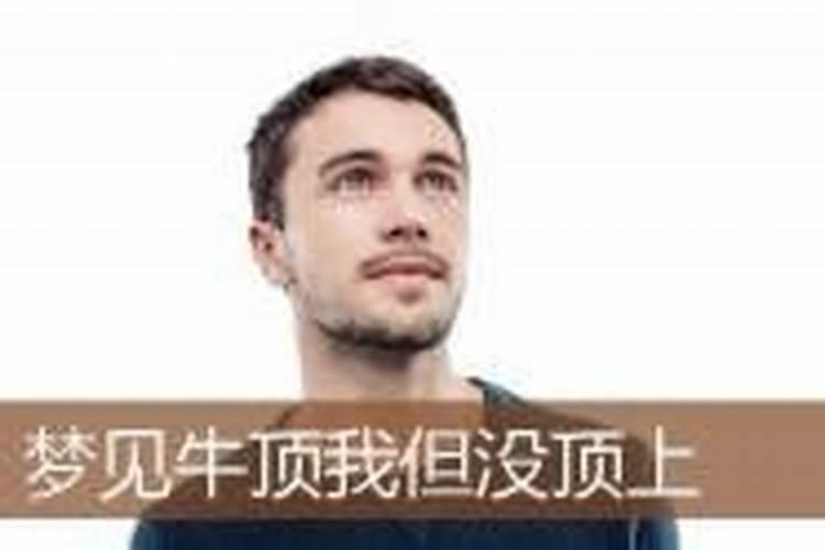 怀孕梦见牛顶我是什么意思