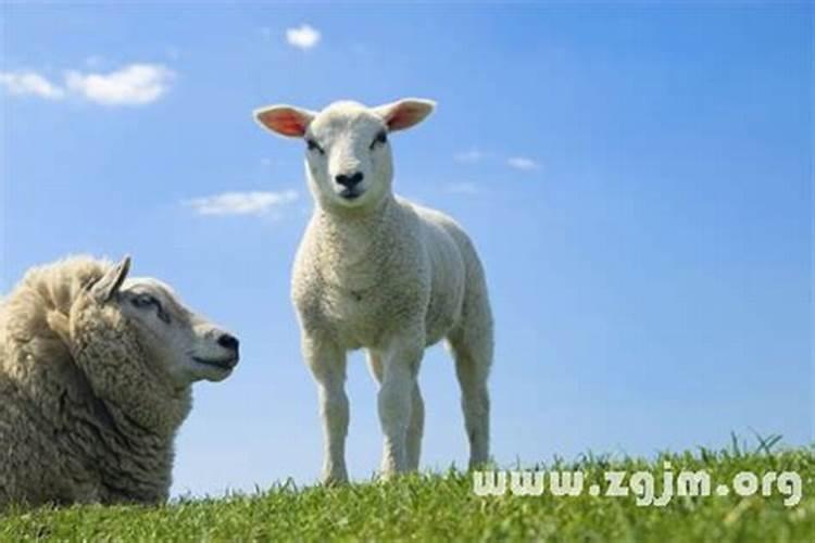 梦见小绵羊是什么意思周公解梦