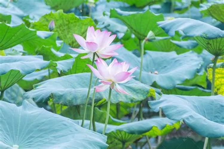 梦见荷花池荷花盛开,非常漂亮是什么寓意