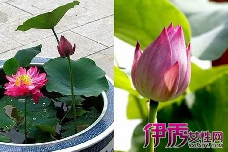 梦见把荷花摘到家里去