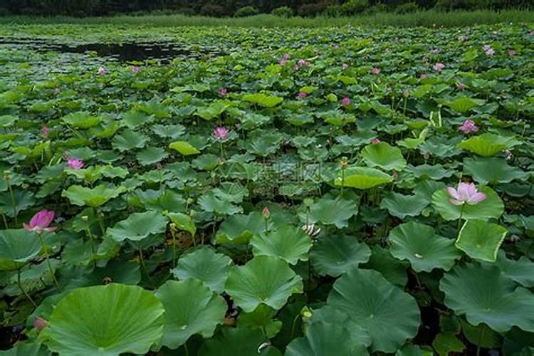 梦到满池塘的荷花什么意思