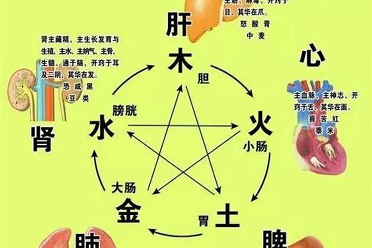 肺在五行中属什么天干地支呀